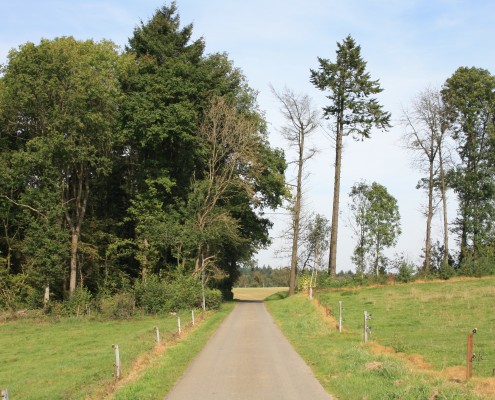 Falien Ardennen